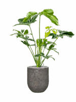 Philodendron Green Wonder In Baq Naturescast D 24 H 108 cm - PlantenShop24 - 14-05-2025