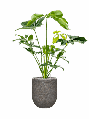 Philodendron Green Wonder In Baq Naturescast D 24 H 108 cm - PlantenShop24 - 14-05-2025