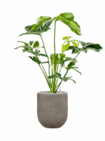 Philodendron Green Wonder In Baq Nucast D 24 H 108 cm - PlantenShop24 - 14-05-2025