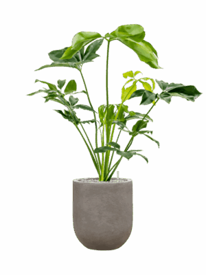 Philodendron Green Wonder In Baq Nucast D 24 H 108 cm - PlantenShop24 - 14-05-2025