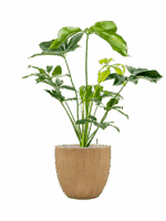 Philodendron Green Wonder In Baq Raindrop D 24 H 106 cm - PlantenShop24 - 14-05-2025