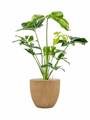 Philodendron Green Wonder In Baq Raindrop D 24 H 106 cm - PlantenShop24 - 14-05-2025