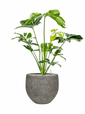 Philodendron Green Wonder In Cement & Stone D 24 H 109 cm - PlantenShop24 - 14-05-2025