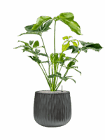 Philodendron Green Wonder In Wave D 24 H 108 cm - PlantenShop24 - 14-05-2025