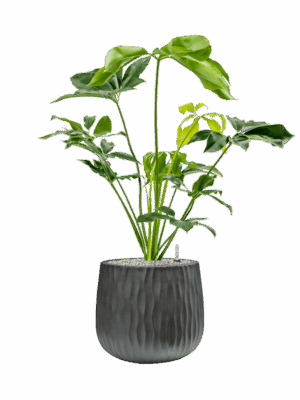 Philodendron Green Wonder In Wave D 24 H 108 cm - PlantenShop24 - 14-05-2025