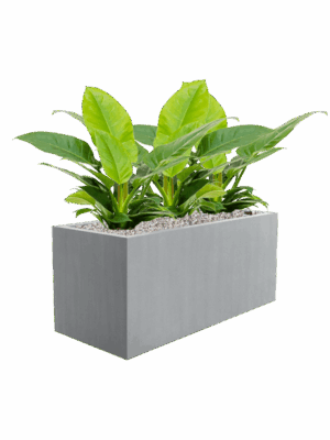 Philodendron Imperial Green In Argento D 18 H 54 cm - PlantenShop24 - 01-05-2025