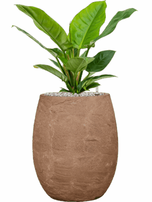 Philodendron Imperial Green In Baq Algar D 19 H 61 cm - PlantenShop24 - 13-05-2025