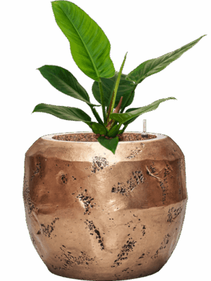 Philodendron Imperial Green In Baq Opus Raw D 15 H 57 cm - PlantenShop24 - 07-05-2025