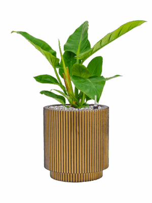 Philodendron `Imperial Green In Capi Nature Groove D 17 H 52 cm - PlantenShop24 - 08-05-2025