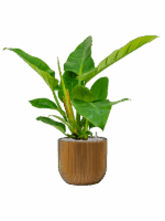 Philodendron `Imperial Green In Capi Nature Groove D 17 H 64 cm - PlantenShop24 - 01-05-2025