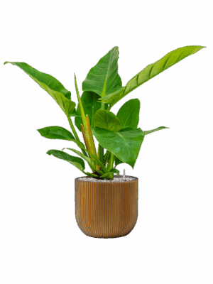 Philodendron `Imperial Green In Capi Nature Groove D 17 H 64 cm - PlantenShop24 - 01-05-2025