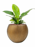 Philodendron Imperial Green In Capi Nature Groove D 18 H 53 cm - PlantenShop24 - 16-05-2025