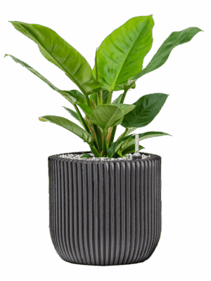 Philodendron Imperial Green In Capi Nature Groove D 19 H 45 cm - PlantenShop24 - 13-05-2025