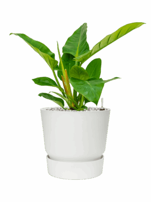 Philodendron `Imperial Green In Greenville D 17 H 51 cm - PlantenShop24 - 06-05-2025
