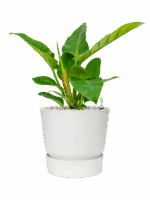 Philodendron `Imperial Green In Greenville D 17 H 51 cm - PlantenShop24 - 21-05-2025