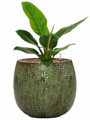 Philodendron Imperial Green In Marly D 15 H 56 cm - PlantenShop24 - 07-05-2025