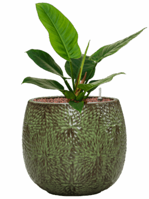 Philodendron Imperial Green In Marly D 15 H 56 cm - PlantenShop24 - 19-05-2025