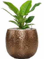 Philodendron Imperial Green In Marly D 19 H 52 cm - PlantenShop24 - 13-05-2025