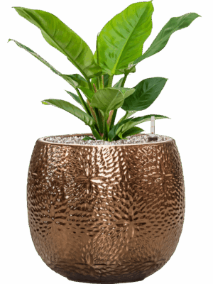 Philodendron Imperial Green In Marly D 19 H 52 cm - PlantenShop24 - 13-05-2025