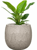 Philodendron Imperial Green In Marly D 19 H 52 cm - PlantenShop24 - 13-05-2025