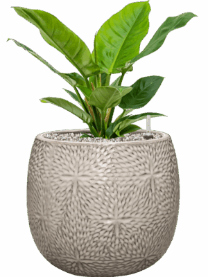 Philodendron Imperial Green In Marly D 19 H 52 cm - PlantenShop24 - 13-05-2025