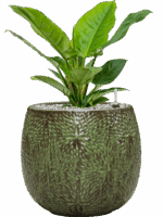 Philodendron Imperial Green In Marly D 19 H 53 cm - PlantenShop24 - 13-05-2025