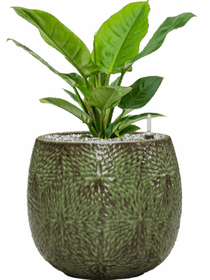 Philodendron Imperial Green In Marly D 19 H 53 cm - PlantenShop24 - 13-05-2025