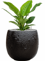 Philodendron Imperial Green In Marly D 19 H 53 cm - PlantenShop24 - 13-05-2025