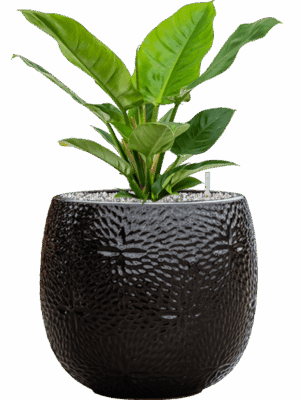 Philodendron Imperial Green In Marly D 19 H 53 cm - PlantenShop24 - 13-05-2025