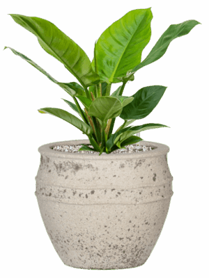 Philodendron Imperial Green In Mediterranean D 19 H 48 cm - PlantenShop24 - 13-05-2025