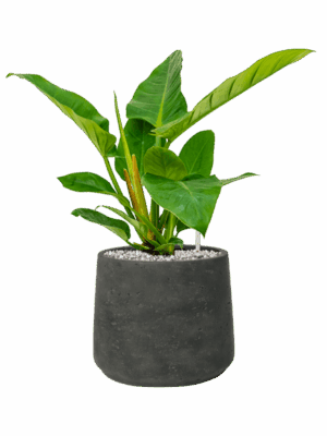 Philodendron Imperial Green In Rough D 17 H 47 cm - PlantenShop24 - 26-05-2025