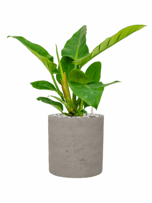 Philodendron Imperial Green In Rough D 17 H 48 cm - PlantenShop24 - 19-05-2025