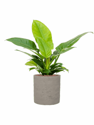 Philodendron Imperial Green In Rough D 18 H 69 cm - PlantenShop24 - 01-05-2025