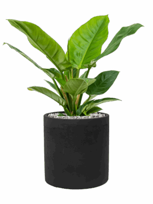Philodendron Imperial Green In Rough D 19 H 44 cm - PlantenShop24 - 13-05-2025