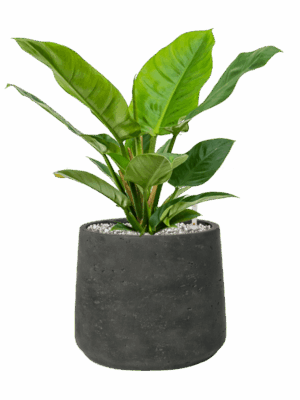 Philodendron Imperial Green In Rough D 19 H 44 cm - PlantenShop24 - 26-05-2025