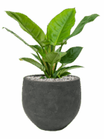 Philodendron Imperial Green In Rough D 19 H 45 cm - PlantenShop24 - 13-05-2025