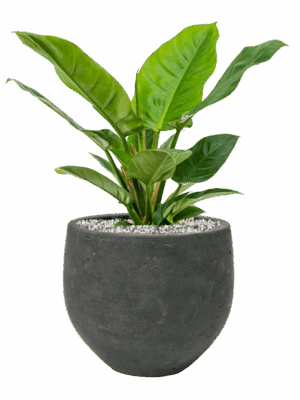 Philodendron Imperial Green In Rough D 19 H 45 cm - PlantenShop24 - 13-05-2025