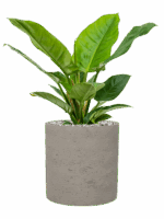 Philodendron Imperial Green In Rough D 19 H 45 cm - PlantenShop24 - 19-05-2025