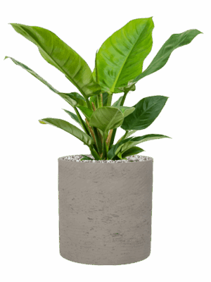 Philodendron Imperial Green In Rough D 19 H 45 cm - PlantenShop24 - 19-05-2025