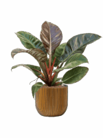 Philodendron Imperial Red In Capi Nature Groove D 18 H 61 cm - PlantenShop24 - 01-05-2025