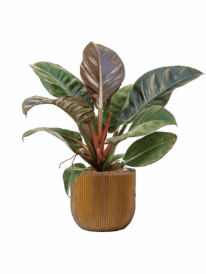 Philodendron Imperial Red In Capi Nature Groove D 18 H 61 cm - PlantenShop24 - 01-05-2025
