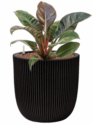 Philodendron Imperial Red In Capi Nature Groove NL D 18 H 59 cm - PlantenShop24 - 08-05-2025