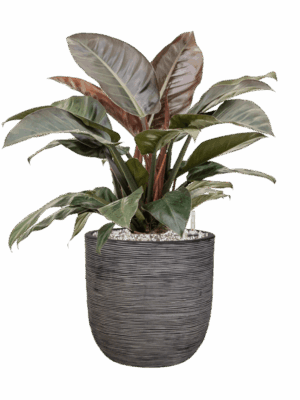 Philodendron `Imperial Red In Capi Nature Rib NL D 27 H 81 cm - PlantenShop24 - 22-05-2025