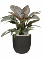 Philodendron `Imperial Red In Capi Urban Smooth NL D 27 H 80 cm - PlantenShop24 - 16-05-2025