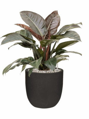 Philodendron `Imperial Red In Capi Urban Smooth NL D 27 H 80 cm - PlantenShop24 - 15-05-2025