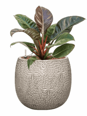 Philodendron Imperial Red In Marly D 18 H 54 cm - PlantenShop24 - 26-05-2025