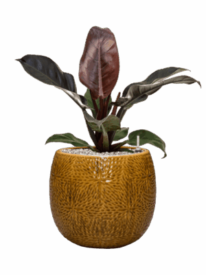 Philodendron `Imperial Red In Marly D 19 H 60 cm - PlantenShop24 - 14-05-2025