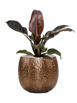 Philodendron `Imperial Red In Marly D 19 H 61 cm - PlantenShop24 - 14-05-2025
