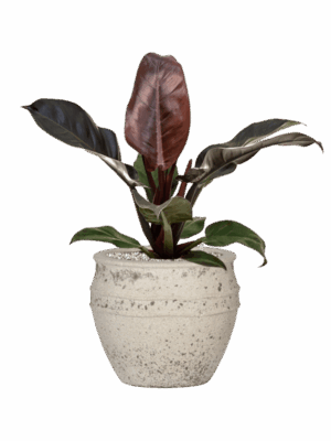Philodendron `Imperial Red In Mediterranean D 19 H 56 cm - PlantenShop24 - 14-05-2025