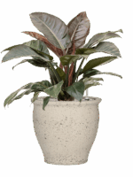 Philodendron `Imperial Red In Mediterranean D 27 H 85 cm - PlantenShop24 - 30-04-2025